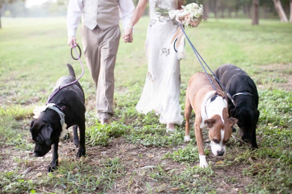 dogs in wedding party