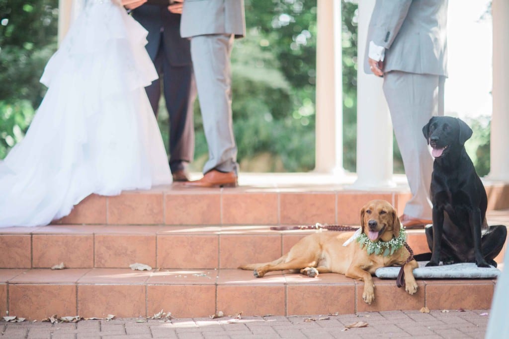 dogs-at-wedding